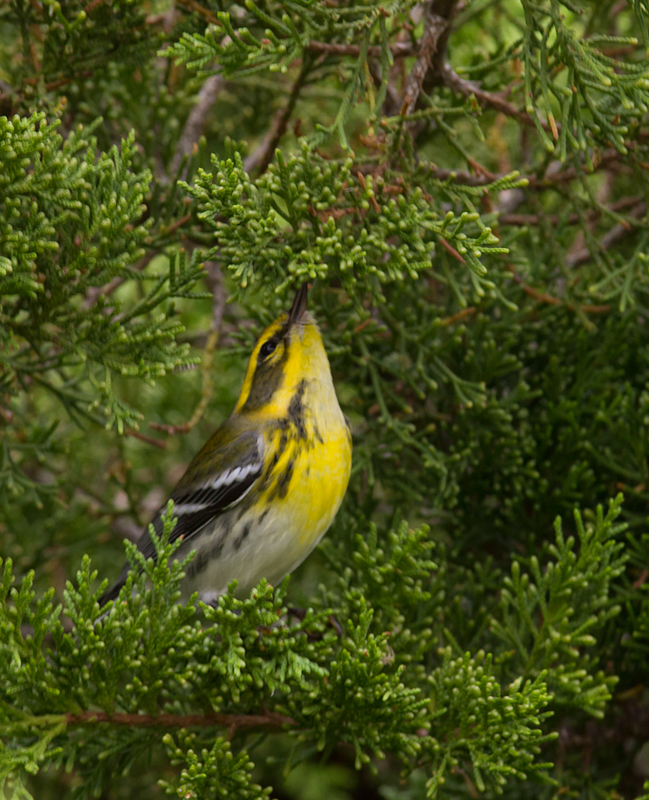 A Townsend's Warbler at Bayside, Assateague Island, Maryland (9/18/2011). Found by Dave Czaplak and Mary Ann Todd on 9/17, this is Maryland's third record, a new species for the Eastern Shore of Maryland, and a first record for Worcester Co. Awesome! Photo by Bill Hubick.