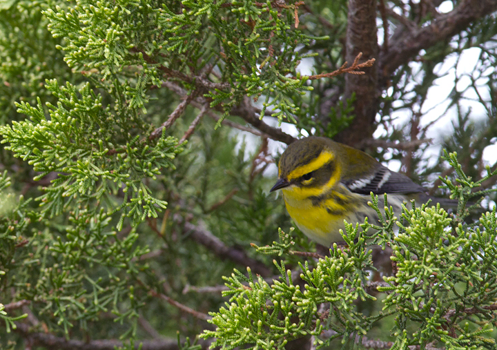 A Townsend's Warbler at Bayside, Assateague Island, Maryland (9/18/2011). Found by Dave Czaplak and Mary Ann Todd on 9/17, this is Maryland's third record, a new species for the Eastern Shore of Maryland, and a first record for Worcester Co. Awesome! Photo by Bill Hubick.
