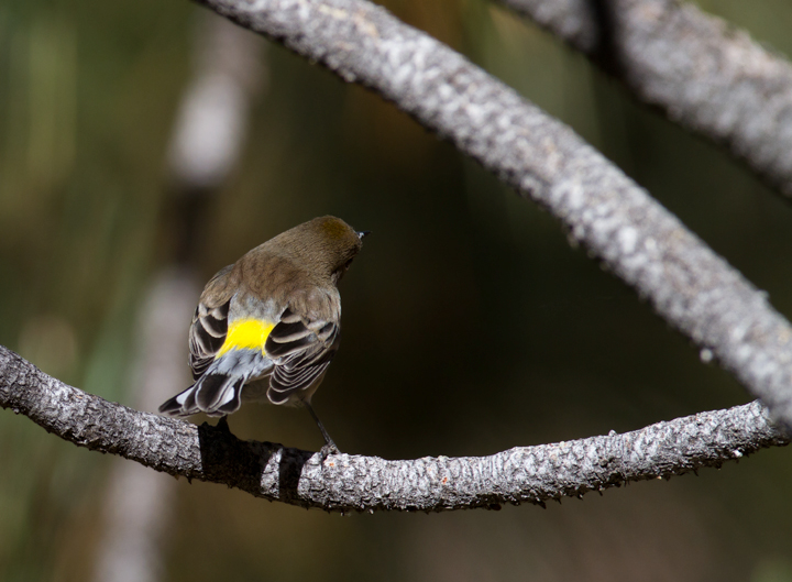 An Audubon's Warbler in Santa Barbara Co., California (10/1/2011). Photo by Bill Hubick.