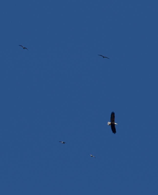 A Bald Eagle soars overhead as we departs Prisoners Harbor, Santa Cruz, California (10/2/2011). Photo by Bill Hubick.
