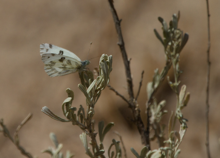 I learned that the Becker's White is noted for its fast, direct flight, rarely stopping to nectar. I ran down a canyon wash until this one landed, the only one that I saw well enough to conclusively identify. (Blue Rock Spring Canyon, California, 10/3/2011) Photo by Bill Hubick.