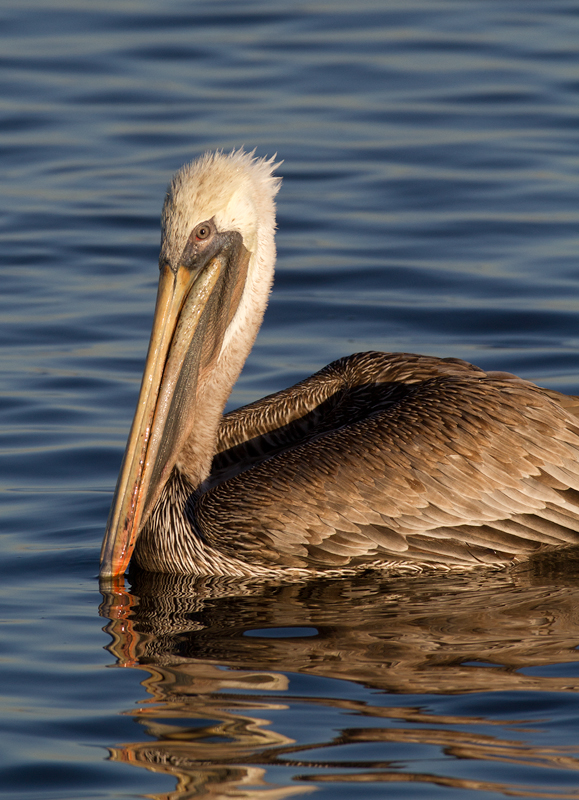 A Brown Pelican in the morning sun at Bolsa Chica, California (10/6/2011). Photo by Bill Hubick.