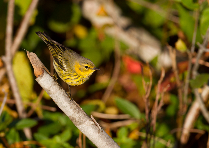 Cape May Warblers on Assateague Island, Maryland (10/16/2011). Photo by Bill Hubick.