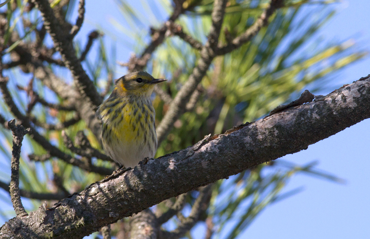 Cape May Warblers on Assateague Island, Maryland (10/16/2011). Photo by Bill Hubick.