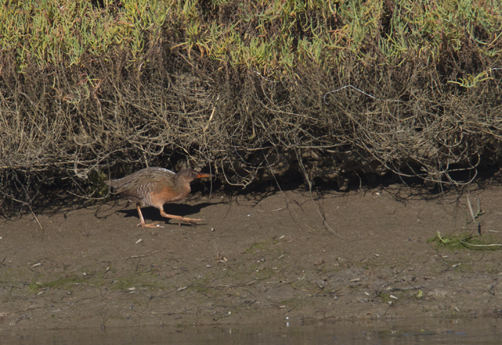 A "Light-footed" Clapper Rail (<em>R. l. levipes</em>) forages on the mudflats near the mouth of the Tijuana River in southernmost California (10/7/2011). Photo by Bill Hubick.