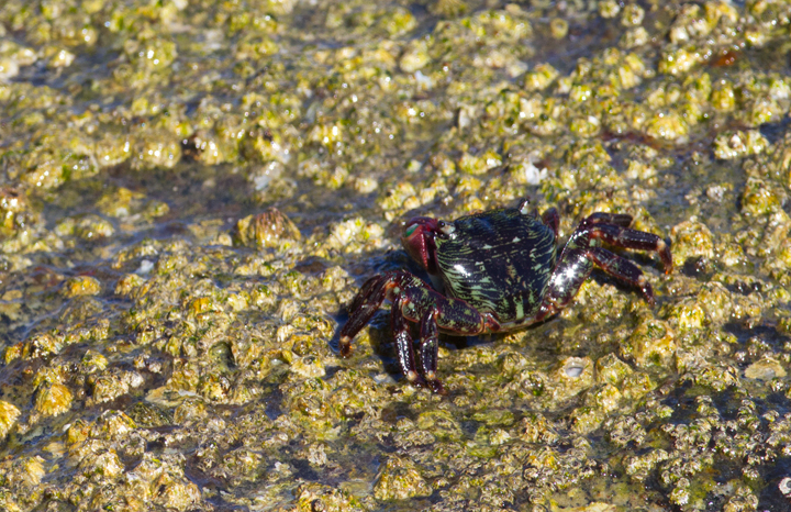 A Lined Shore Crab (<em>Pachygrapsus crassipes</em>) at Newport Harbor, California (10/6/2011). Photo by Bill Hubick.