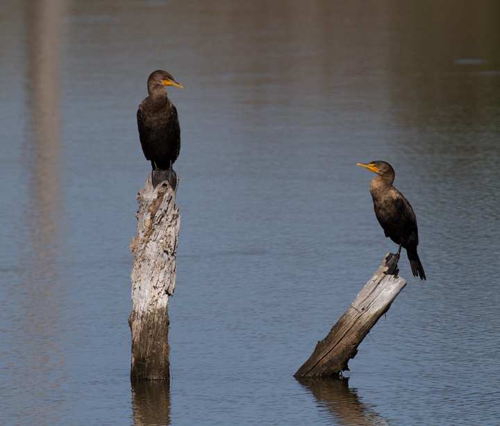 Double-crested Cormorants exchange a knowing glance at Bolsa Chica, California (10/6/2011). Photo by Bill Hubick.