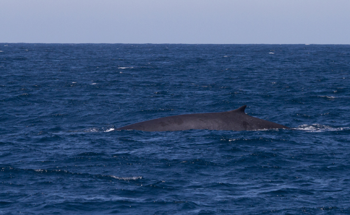 A Fin Whale far offshore Santa Barbara, California (10/1/2011). Photo by Bill Hubick.