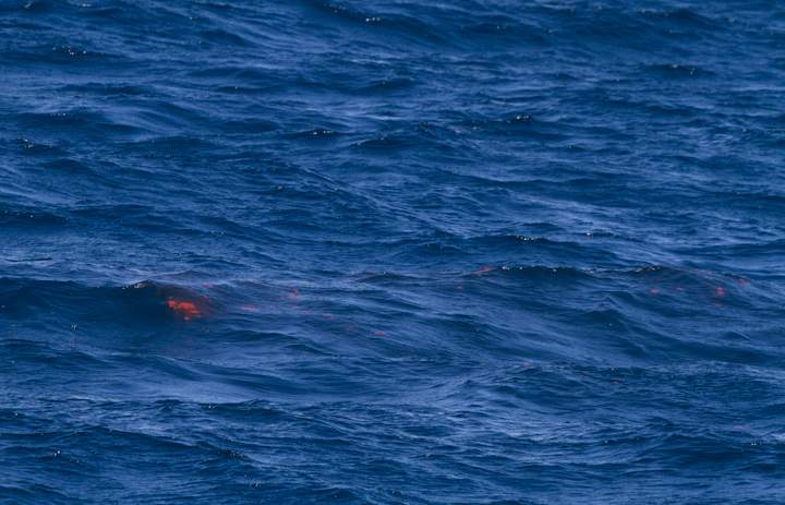 Fin Whale waste left before one individual disappeared into the deep. Photo by Bill Hubick.