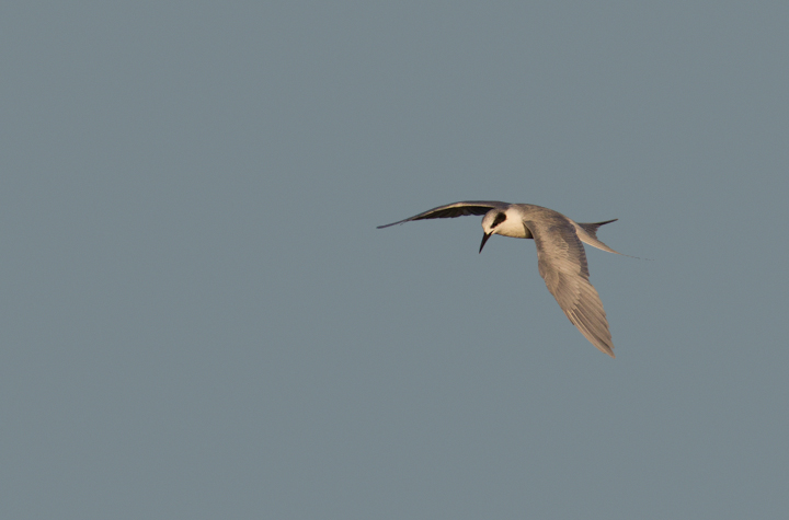 A Forster's Tern at Bolsa Chica, California (10/6/2011).  Photo by Bill Hubick.