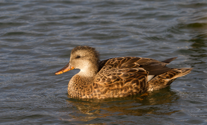 A Gadwall in eastern Los Angeles Co., California (10/4/2011). Photo by Bill Hubick.
