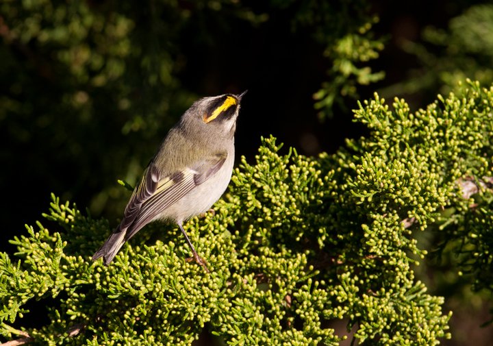 A Golden-crowned Kinglet at Bayside, Assateague Island, Maryland (10/16/2011). Photo by Bill Hubick.