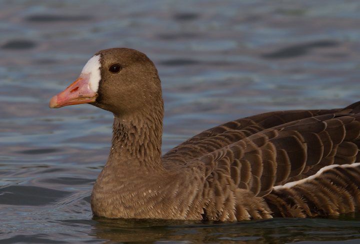 A western Greater White-fronted Goose in eastern Los Angeles Co., California (10/4/2011). Photo by Bill Hubick.