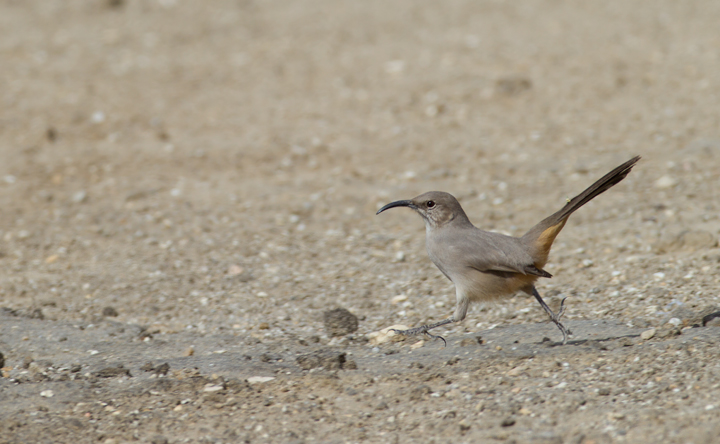 A Le Conte's Thrasher allows rare glimpses as it runs between patches of desert scrub in Kern Co., California (10/3/2011). Photo by Bill Hubick.