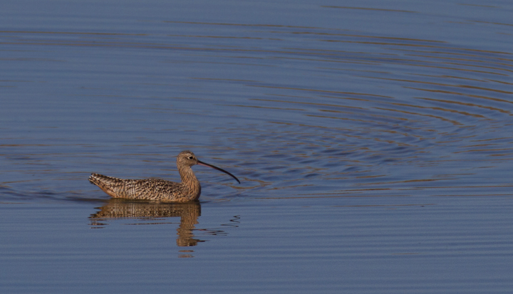 A Long-billed Curlew at Bolsa Chica, California (10/6/2011). Photo by Bill Hubick.