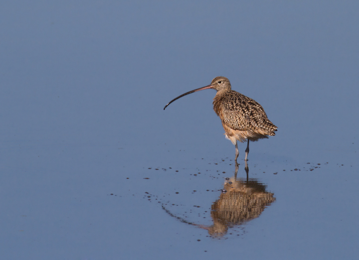 A Long-billed Curlew forages at Bolsa Chica, California (10/6/2011). Photo by Bill Hubick.