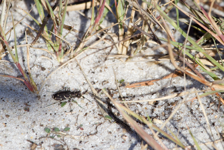 An Oblique-lined Tiger Beetle on Assateague Island, Maryland (10/22/2011). Photo by Bill Hubick.