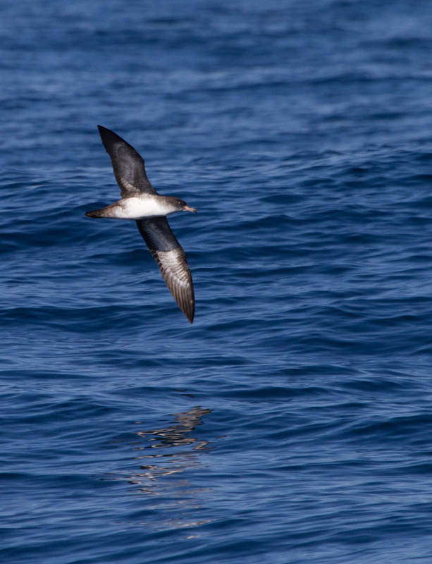 Pink-footed Shearwaters off San Diego Co., California (10/8/2011). Photo by Bill Hubick.
