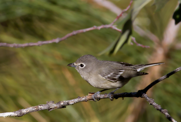 A Plumbeous Vireo near McGill Campground, California (10/1/2011). Photo by Bill Hubick.