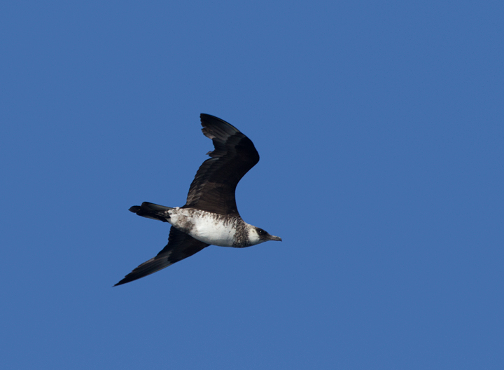 Some of the 100+ Pomarine Jaegers we thoroughly enjoyed off San Diego, California on 10/8/2011. Photo by Bill Hubick.