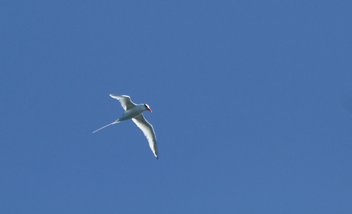 A Red-billed Tropicbird was an excellent highlight on a 10/8/11 pelagic out of San Diego. Photo by Bill Hubick.