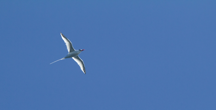 A Red-billed Tropicbird was an excellent highlight on a 10/8/11 pelagic out of San Diego. Photo by Bill Hubick.