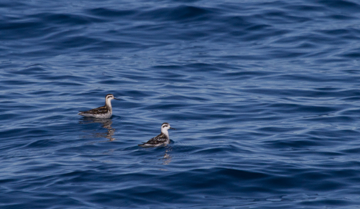 Red-necked Phalaropes off San Diego, California (10/8/2011). Photo by Bill Hubick.