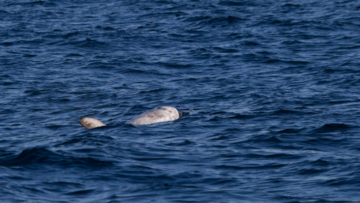 Risso's Dolphins off San Diego, California (10/8/2011). Photo by Bill Hubick.