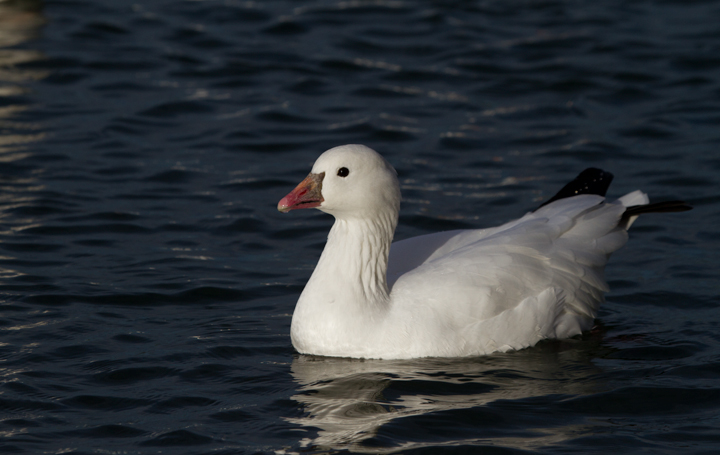 A Ross's Goose at Apollo Park, California (10/4/2011). Photo by Bill Hubick.