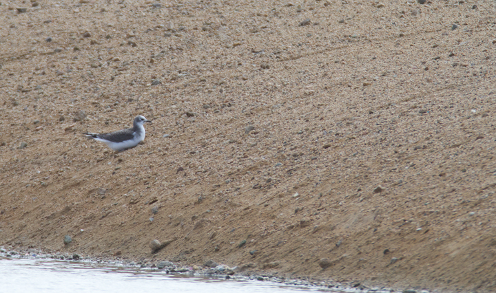 A juvenile Sabine's Gull visiting a desert oasis near Mojave, California (10/4 and 10/5/2011) Photo by Bill Hubick.
