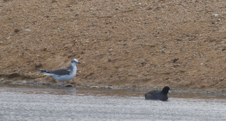A juvenile Sabine's Gull visiting a desert oasis near Mojave, California (10/4 and 10/5/2011) Photo by Bill Hubick.