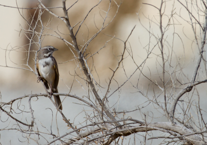 The <em>canescens</em> subspecies of Sage Sparrow near Maricopa, California (10/3/2011). Photo by Bill Hubick.