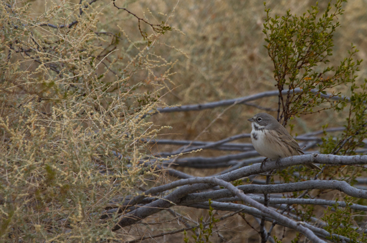 Sage Sparrows (<em>canescens</em>) at Galileo Hill, California (10/5/2011). Photo by Bill Hubick.
