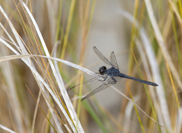 A late male Seaside Dragonlet on Assateague Island, Maryland (10/16/2011). Photo by Bill Hubick.