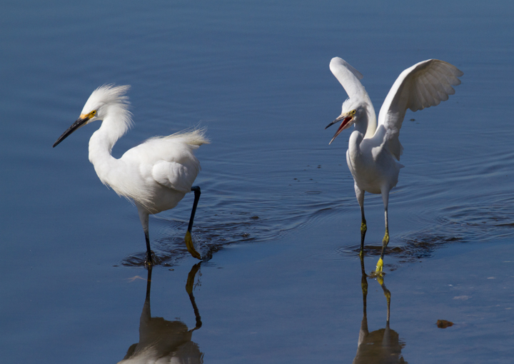 A needy juvenile Snowy Egret exhausts its parent at Bolsa Chica, California (10/06/2011). Photo by Bill Hubick.