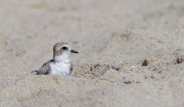 I couldn't stop photographing Snowy Plovers this trip. Expect many more in later updates! (Malibu, 9/30/2011) Photo by Bill Hubick.