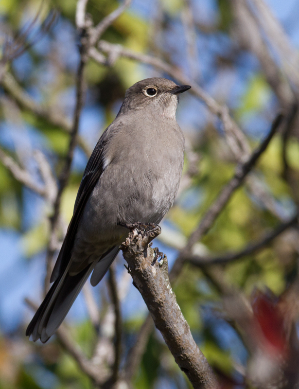 A Townsend's Solitaire at Cabrillo National Monument, California (10/7/2011). Photo by Bill Hubick.