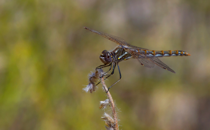 A Variegated Meadowhawk in Jawbone Canyon, California (10/5/2011). Photo by Bill Hubick.