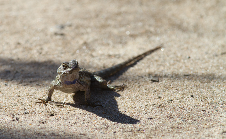 A Western Fence Lizard feasts on emerging flying insects near San Diego, California (10/6/2011). Photo by Bill Hubick.