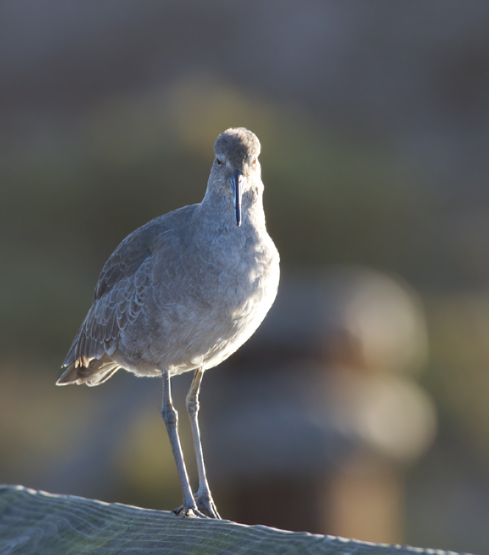 Western Willets at Bolsa Chica, California (10/6/2011). Photo by Bill Hubick.
