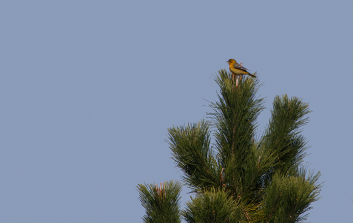 A Baltimore Oriole at Assateague State Park, spotted by Mikey while chasing the Great Crested Flycatcher (11/12/2011). Photo by Bill Hubick.
