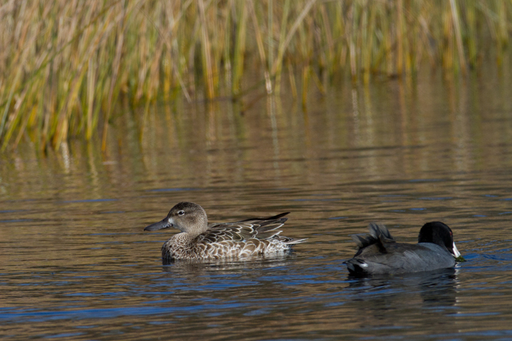 A lingering Blue-winged Teal at the Rum Pointe Golf Course, Worcester Co., Maryland (11/11/2011). Photo by Bill Hubick.