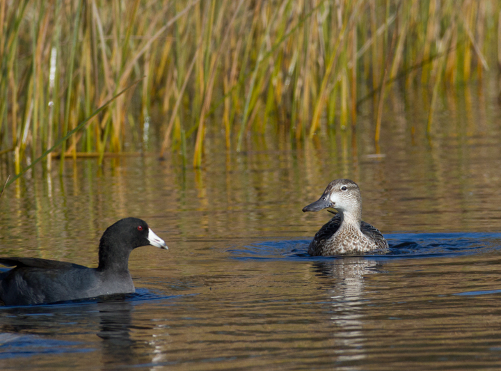 A lingering Blue-winged Teal at the Rum Pointe Golf Course, Worcester Co., Maryland (11/11/2011). Photo by Bill Hubick.