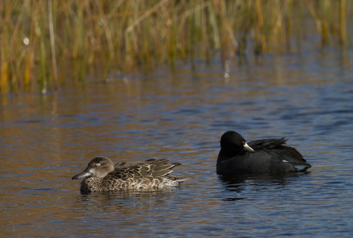 A lingering Blue-winged Teal at the Rum Pointe Golf Course, Worcester Co., Maryland (11/11/2011). Photo by Bill Hubick.