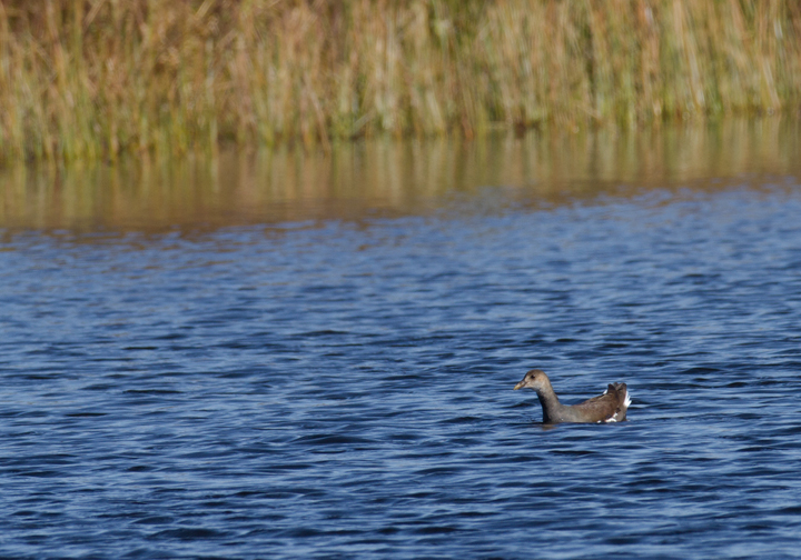 An immature Common Gallinule (until recently Common Moorhen) at the Rum Pointe Golf Course, Worcester Co., Maryland (11/11/2011). Continuing since found by Jim Stasz and Company a couple weeks ago. They appear to have departed later this day, as they were not seen on 11/12 or 11/13. Photo by Bill Hubick.