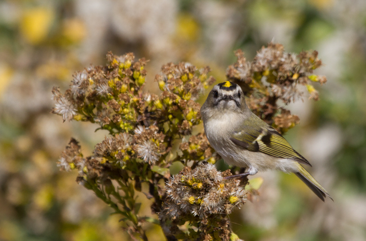 Golden-crowned Kinglets were generally uncommon across Worcester Co. this year, but those we found on the island were primarily feeding in the Seaside Goldenrod in the dunes. There was a bathhouse that was lined on both sides with goldenrod, and if you spooked them from one side, they would fly through a grate and through the crawlspace under the raised building to the other side. (Assateague, 11/12/2011). Photo by Bill Hubick.