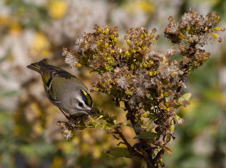 Golden-crowned Kinglets were generally uncommon across Worcester Co. this year, but those we found on the island were primarily feeding in the Seaside Goldenrod in the dunes. There was a bathhouse that was lined on both sides with goldenrod, and if you spooked them from one side, they would fly through a grate and through the crawlspace under the raised building to the other side. (Assateague, 11/12/2011). Photo by Bill Hubick.