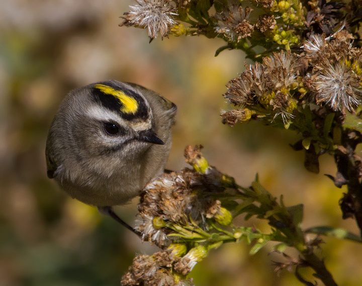 Golden-crowned Kinglets were generally uncommon across Worcester Co. this year, but those we found on the island were primarily feeding in the Seaside Goldenrod in the dunes. There was a bathhouse that was lined on both sides with goldenrod, and if you spooked them from one side, they would fly through a grate and through the crawlspace under the raised building to the other side. (Assateague, 11/12/2011). Photo by Bill Hubick.