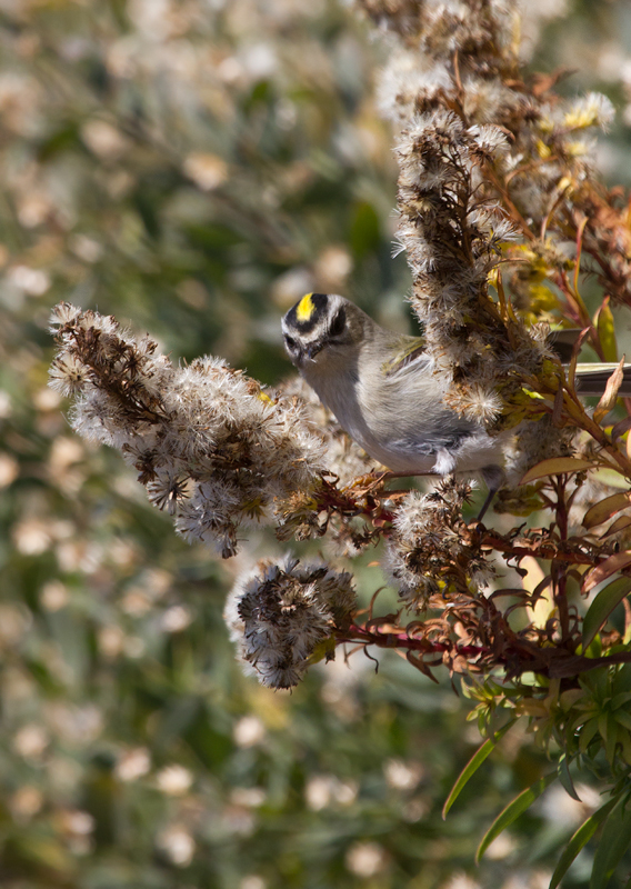 Golden-crowned Kinglets were generally uncommon across Worcester Co. this year, but those we found on the island were primarily feeding in the Seaside Goldenrod in the dunes. There was a bathhouse that was lined on both sides with goldenrod, and if you spooked them from one side, they would fly through a grate and through the crawlspace under the raised building to the other side. (Assateague, 11/12/2011). Photo by Bill Hubick.