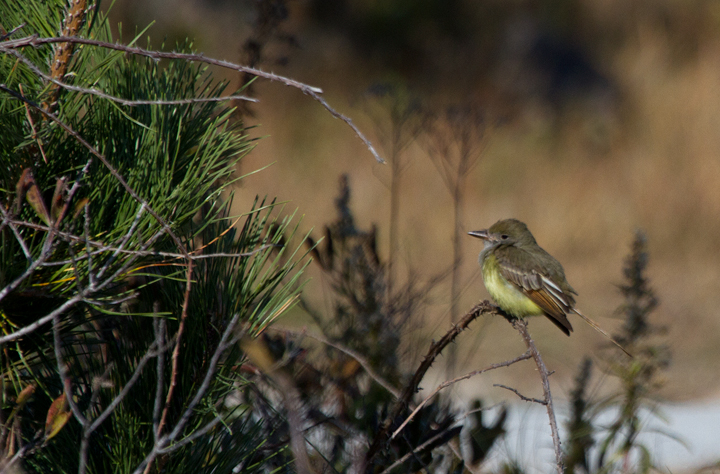 A juvenile Great Crested Flycatcher was our best find on Assateague Island (11/13/2011). This first November record for Worcester Co. was many times over less likely than an Ash-throated Flycatcher. Nearly all of our Great Crested Flycatchers depart by October, and any November <em>Myiarchus</em> is much more likely to be a western vagrant Ash-throated. It was spotted by Kevin Graff  and carefully identified by our team in the state park. It eventually confirmed our impression of field marks with three diagnostic "Weeeep!" calls. It was successfully chased  by the Assateague and Route 611 parties. Incredible! Photo by Bill Hubick.